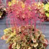 Heuchera Northern Exposure™ Sienna 2 Heuchera Northern Exposure™ Sienna -Planticaa Sales Store x600 28786