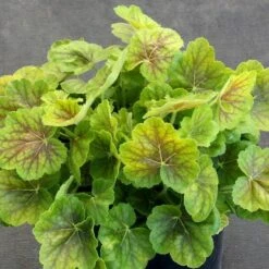 Heuchera Northern Exposure™ Sienna -Planticaa Sales Store x600 28788