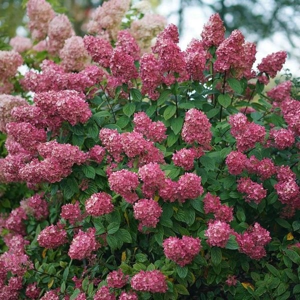 Hydrangea Paniculata Fire Light® 3 Hydrangea Paniculata Fire Light®