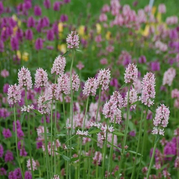 Stachys 'Summer Crush' 3 Stachys 'Summer Crush'