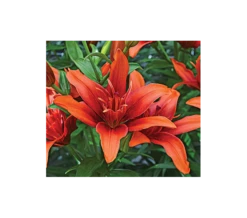 Bold Colors Asiatic Lily Mix 22 Bold Colors Asiatic Lily Mix -Planticaa Sales Store x600 2897