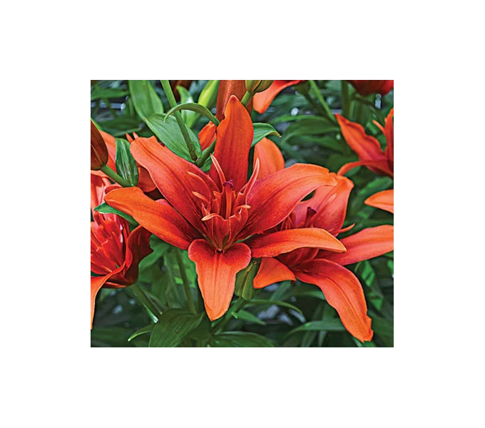 Bold Colors Asiatic Lily Mix 12 Bold Colors Asiatic Lily Mix - Image 10