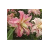 Lilium 'Broken Heart' -Planticaa Sales Store x600 2898