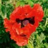 Papaver Orientale 'Doubloon' -Planticaa Sales Store x600 29009