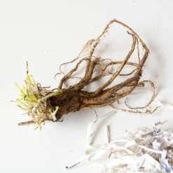 Papaver Orientale 'Curlilocks'