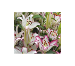 Lilium 'Hotline'