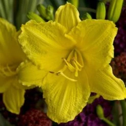 Hemerocallis (Daylily) 'Happy Returns' -Planticaa Sales Store x600 29065