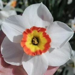 Narcissus 'Colin's Joy' -Planticaa Sales Store x600 29169