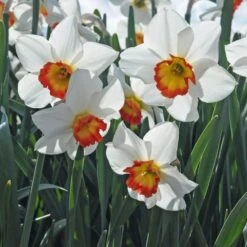 Narcissus 'Colin's Joy' -Planticaa Sales Store x600 29170