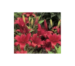 Strawberries & Cream Lilium Mix -Planticaa Sales Store x600 2918 1