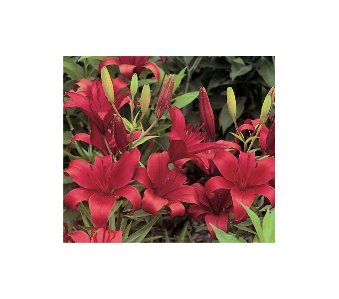 Bold Colors Asiatic Lily Mix 13 Bold Colors Asiatic Lily Mix - Image 11