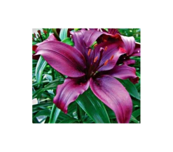 Bold Colors Asiatic Lily Mix 21 Bold Colors Asiatic Lily Mix -Planticaa Sales Store x600 2938