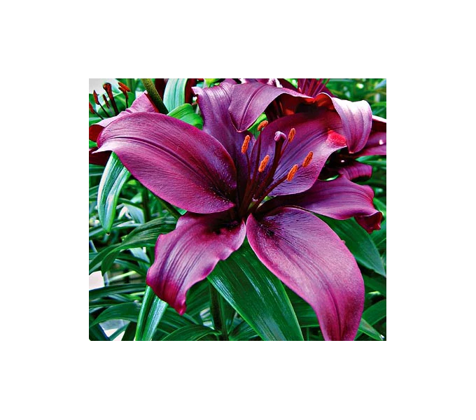 Bold Colors Asiatic Lily Mix 11 Bold Colors Asiatic Lily Mix - Image 9