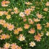 Coreopsis Verticillata Crème Caramel™ -Planticaa Sales Store x600 29426
