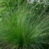 Ornamental Grass: Sporobolus Heterolepis -Planticaa Sales Store x600 29445