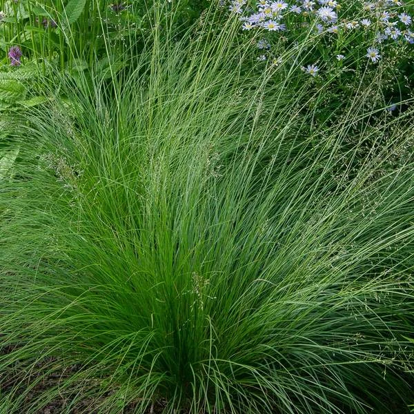 Ornamental Grass: Sporobolus Heterolepis 3 Ornamental Grass: Sporobolus Heterolepis
