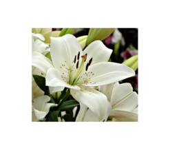 Bold Colors Asiatic Lily Mix 20 Bold Colors Asiatic Lily Mix -Planticaa Sales Store x600 2947