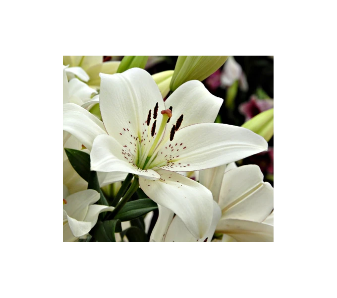 Bold Colors Asiatic Lily Mix 10 Bold Colors Asiatic Lily Mix - Image 8