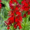 Lobelia Cardinalis 2 Lobelia Cardinalis -Planticaa Sales Store x600 29472