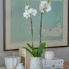 White Moth Orchid In 5½" Ceramic Cachepot 2 White Moth Orchid In 5½" Ceramic Cachepot -Planticaa Sales Store x600 29487