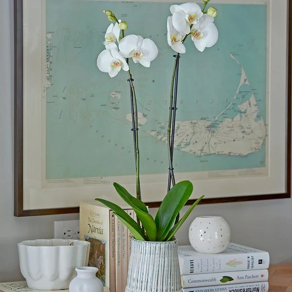 White Moth Orchid In 5½" Ceramic Cachepot 3 White Moth Orchid In 5½" Ceramic Cachepot