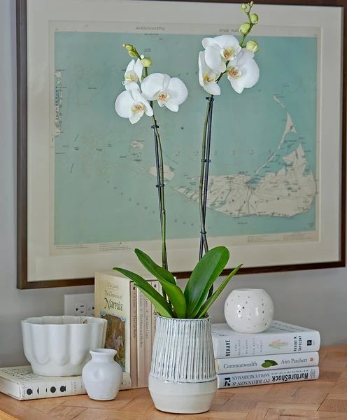 White Moth Orchid In 5½" Ceramic Cachepot 4 White Moth Orchid In 5½" Ceramic Cachepot - Image 2