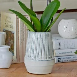 White Moth Orchid In 5½" Ceramic Cachepot 8 White Moth Orchid In 5½" Ceramic Cachepot -Planticaa Sales Store x600 29490