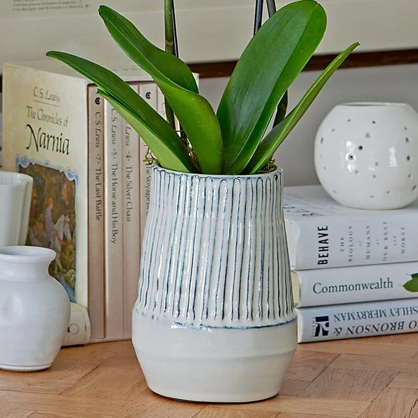 White Moth Orchid In 5½" Ceramic Cachepot 5 White Moth Orchid In 5½" Ceramic Cachepot - Image 3