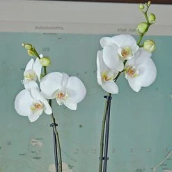 White Moth Orchid In 5½" Ceramic Cachepot 9 White Moth Orchid In 5½" Ceramic Cachepot -Planticaa Sales Store x600 29492