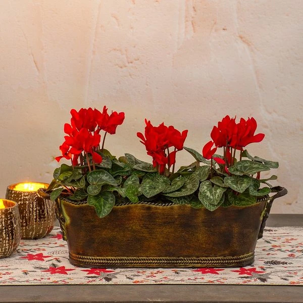Trio Of Red Cyclamen, Three Pots In Metal Cachepot 3 Trio Of Red Cyclamen, Three Pots In Metal Cachepot