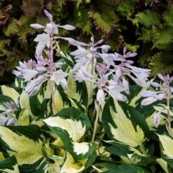 Hosta 'Fire And Ice' -Planticaa Sales Store x600 29635