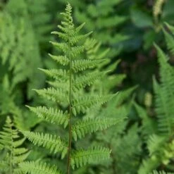 Athyrium Filix-femina - Lady Fern 10 Athyrium Filix-femina - Lady Fern -Planticaa Sales Store x600 29729