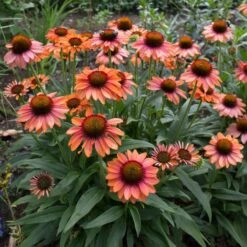 Echinacea Prima™ 'Ginger' 9 Echinacea Prima™ 'Ginger' -Planticaa Sales Store x600 29765