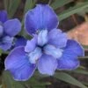 Iris Sibirica 'Silver Edge' -Planticaa Sales Store x600 29774