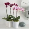 Burgundy Compact Moth Orchids In 5" Ceramic Cachepot -Planticaa Sales Store x600 29855