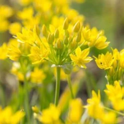 Allium Moly -Planticaa Sales Store x600 29924