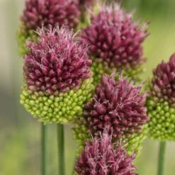 Allium Sphaerocephalon -Planticaa Sales Store x600 29927