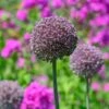 Allium 'Summer Drummer'