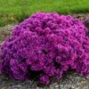 Symphyotrichum Novae-angliae 'Pink Crush' -Planticaa Sales Store x600 29933
