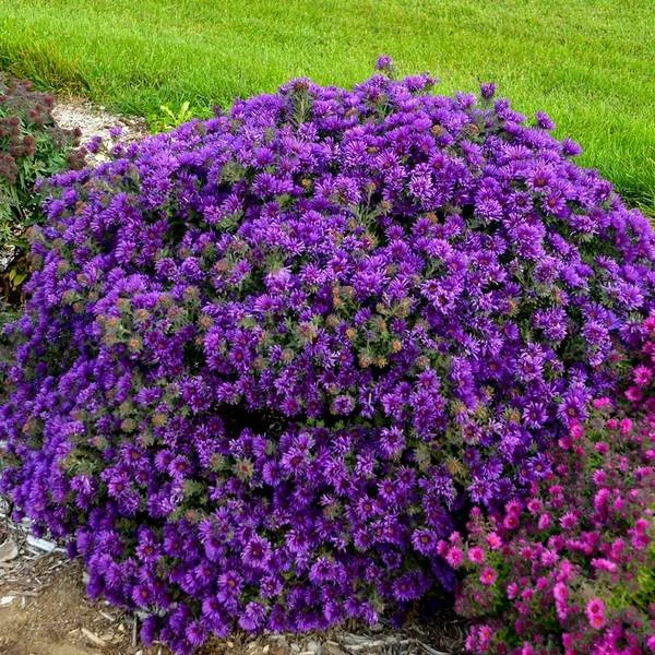Symphyotrichum Novae-angliae 'Grape Crush' 3 Symphyotrichum Novae-angliae 'Grape Crush'