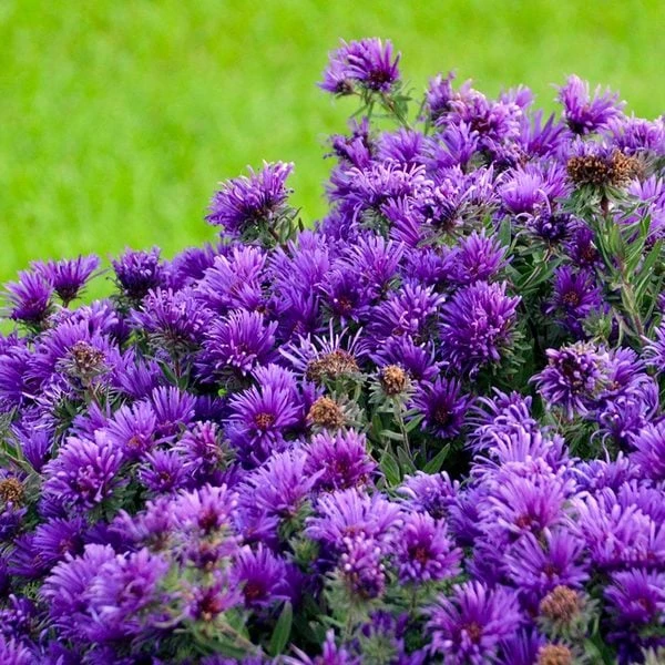 Symphyotrichum Novae-angliae 'Grape Crush' 4 Symphyotrichum Novae-angliae 'Grape Crush' - Image 2