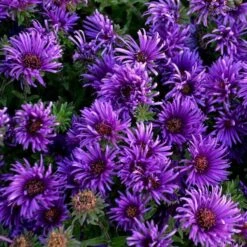 Symphyotrichum Novae-angliae 'Grape Crush' 7 Symphyotrichum Novae-angliae 'Grape Crush' -Planticaa Sales Store x600 29937