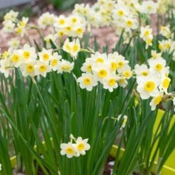 Narcissus 'Minnow' -Planticaa Sales Store x600 29943