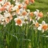 Narcissus 'Chromacolor' -Planticaa Sales Store x600 29945