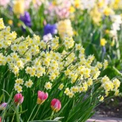 Narcissus 'Minnow' -Planticaa Sales Store x600 29948