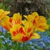 Tulip 'Monsella' -Planticaa Sales Store x600 29967