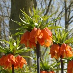 Fritillaria Imperialis 'Rubra Maxima' -Planticaa Sales Store x600 30003