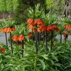 Fritillaria Imperialis 'Rubra Maxima' -Planticaa Sales Store x600 30004