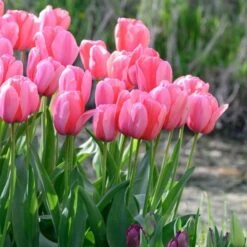 Tulip 'Pink Impression' 13 Tulip 'Pink Impression' -Planticaa Sales Store x600 30012