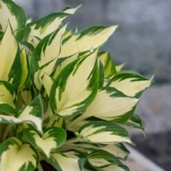 Hosta 'Fire And Ice' -Planticaa Sales Store x600 30017